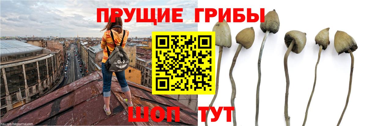 Ялуторовск  Псилоцибиновые грибы Psilocybine cubensis  наркошоп  Вход с VPN  Галлюциногенные грибы мухоморы 